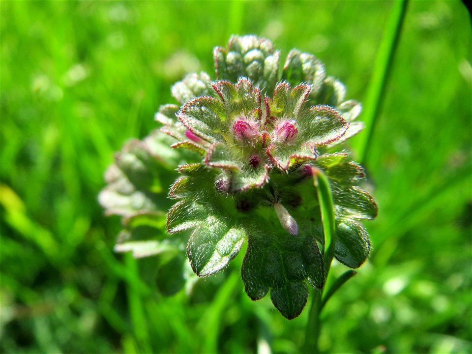 Stängelumfassende Taubnessel (Lamium amplexicaule) in Hockenheim