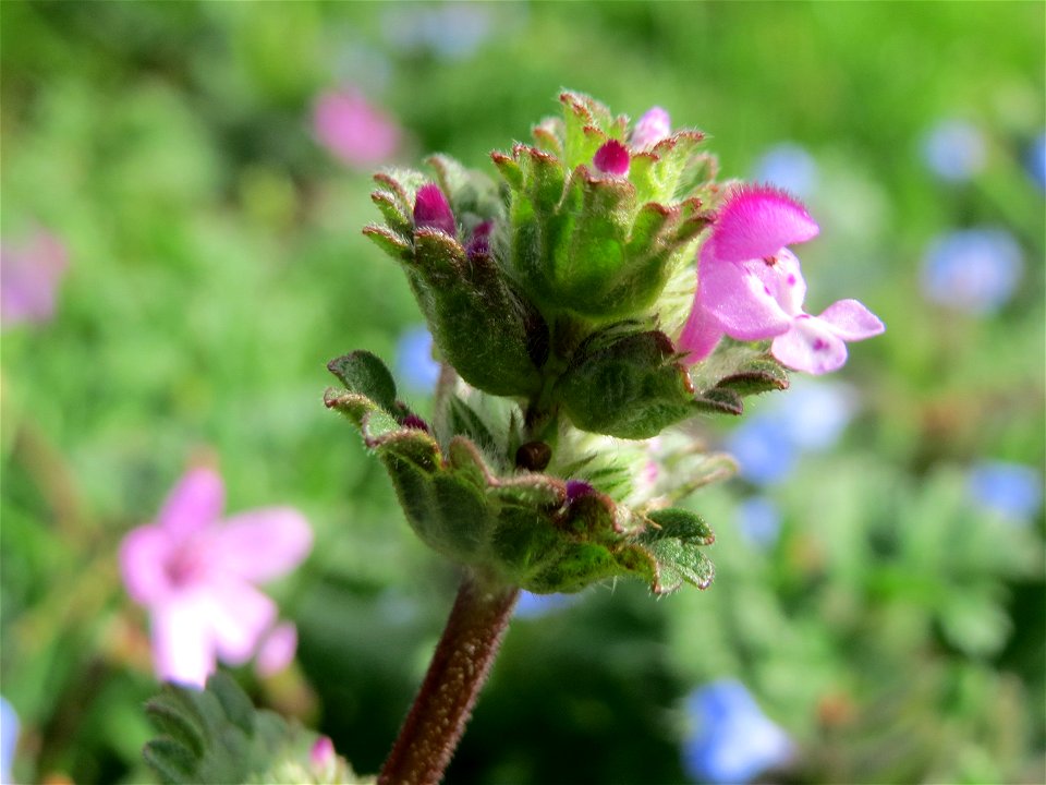 Stängelumfassende Taubnessel (Lamium amplexicaule) bei Reilingen