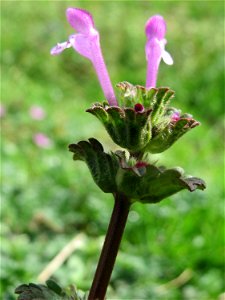 Stängelumfassende Taubnessel (Lamium amplexicaule) bei Reilingen