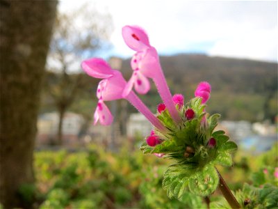 Stängelumfassende Taubnessel (Lamium amplexicaule) in Heidelberg