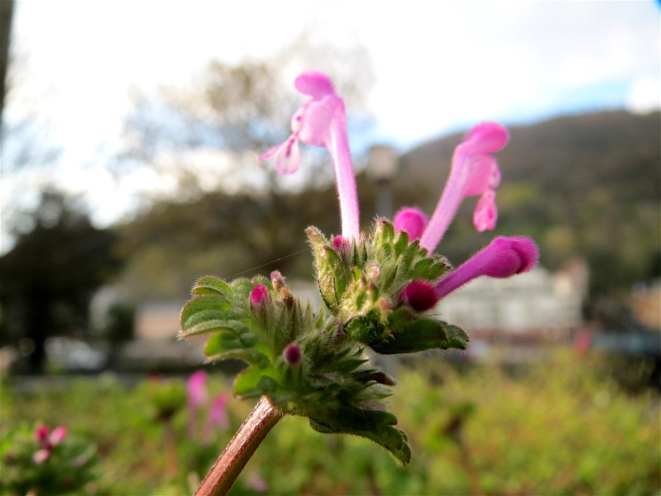 Stängelumfassende Taubnessel (Lamium amplexicaule) in Heidelberg