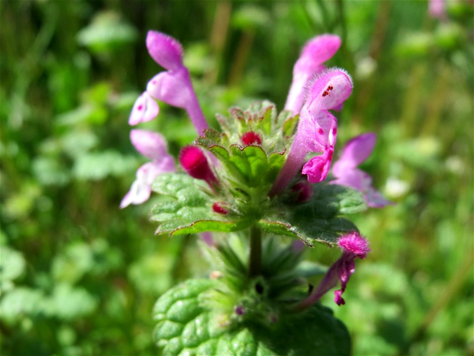 Stängelumfassende Taubnessel (Lamium amplexicaule) in der Kurfürstenallage in Heidelberg