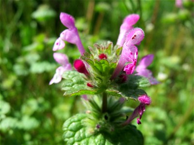 Stängelumfassende Taubnessel (Lamium amplexicaule) in der Kurfürstenallage in Heidelberg