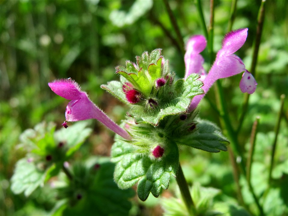Stängelumfassende Taubnessel (Lamium amplexicaule) in der Kurfürstenallage in Heidelberg