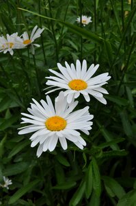Summer garden marguerite