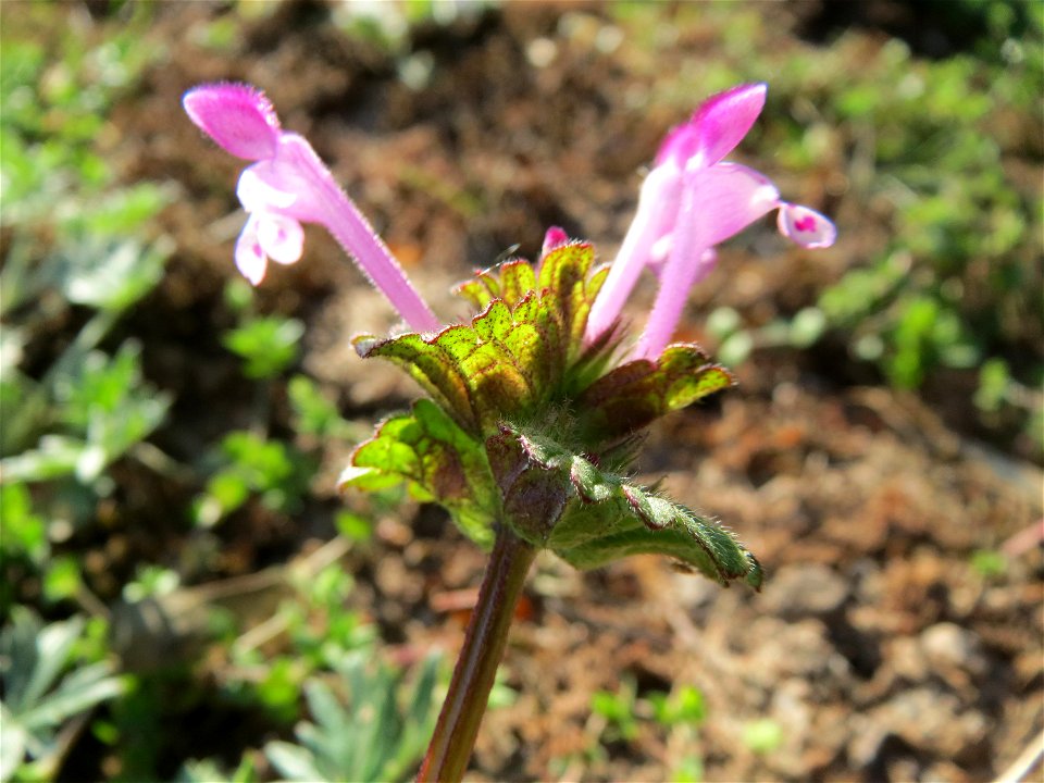 Stängelumfassende Taubnessel (Lamium amplexicaule) bei Reilingen