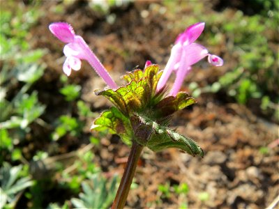 Stängelumfassende Taubnessel (Lamium amplexicaule) bei Reilingen