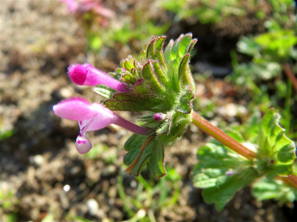 Stängelumfassende Taubnessel (Lamium amplexicaule) bei Reilingen