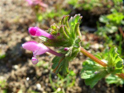 Stängelumfassende Taubnessel (Lamium amplexicaule) bei Reilingen