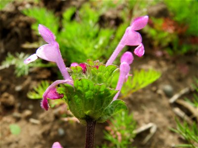 Stängelumfassende Taubnessel (Lamium amplexicaule) im Naturschutzgebiet Bachwiesen/Leopoldswiesen im Hockenheimer Rheinbogen