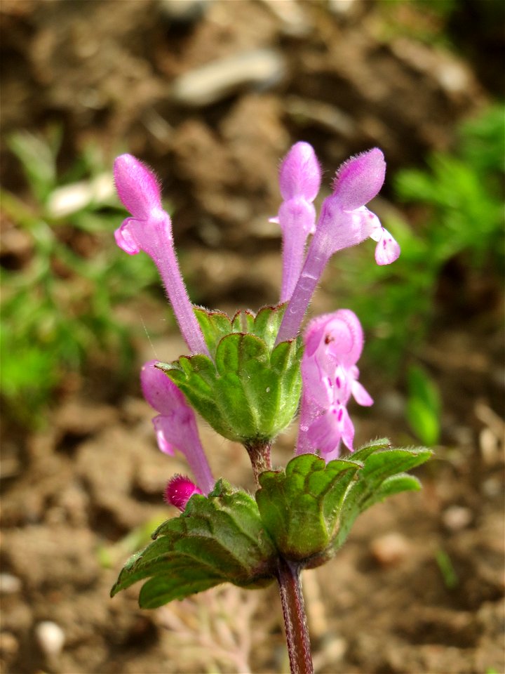 Stängelumfassende Taubnessel (Lamium amplexicaule) im Naturschutzgebiet Bachwiesen/Leopoldswiesen im Hockenheimer Rheinbogen