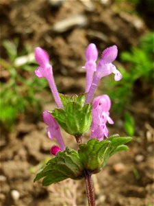 Stängelumfassende Taubnessel (Lamium amplexicaule) im Naturschutzgebiet Bachwiesen/Leopoldswiesen im Hockenheimer Rheinbogen