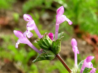 Stängelumfassende Taubnessel (Lamium amplexicaule) im Naturschutzgebiet Bachwiesen/Leopoldswiesen im Hockenheimer Rheinbogen