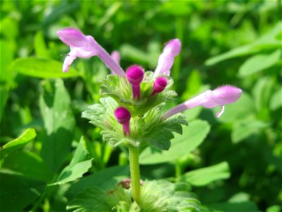 Stängelumfassende Taubnessel (Lamium amplexicaule) im Landschaftsschutzgebiet Hockenheimer Rheinbogen