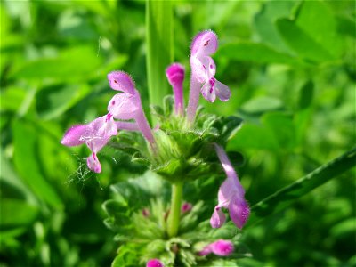 Stängelumfassende Taubnessel (Lamium amplexicaule) im Landschaftsschutzgebiet Hockenheimer Rheinbogen