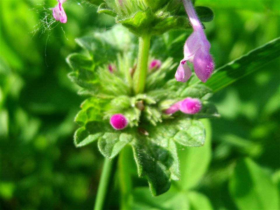 Stängelumfassende Taubnessel (Lamium amplexicaule) im Landschaftsschutzgebiet Hockenheimer Rheinbogen