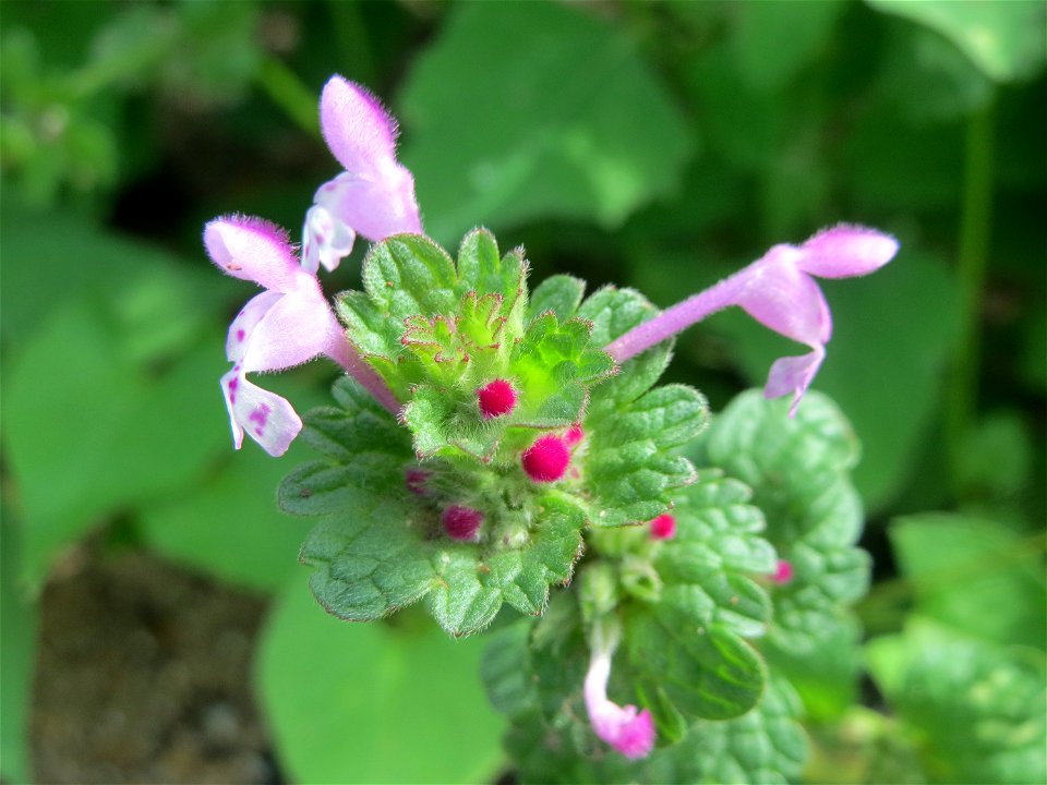 Stängelumfassende Taubnessel (Lamium amplexicaule) in Hockenheim