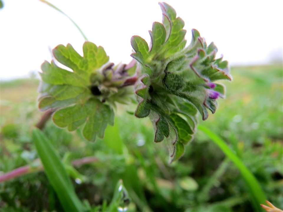Typische Feldrandvegetation: Stängelumfassende Taubnessel (Lamium amplexicaule) bei Reilingen