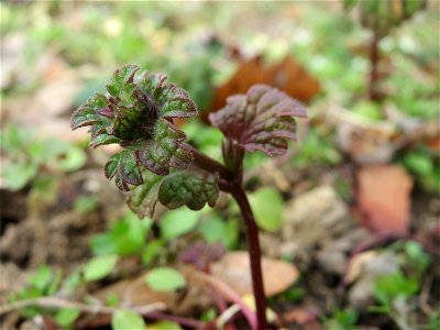 Stängelumfassende Taubnessel (Lamium amplexicaule) in Hockenheim