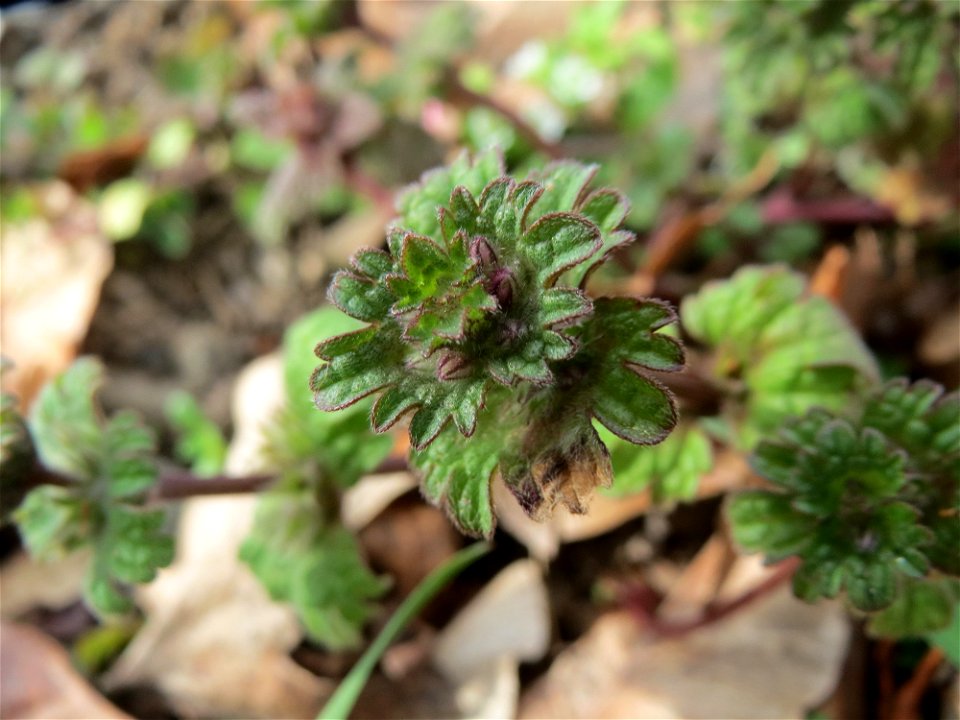 Stängelumfassende Taubnessel (Lamium amplexicaule) in Hockenheim