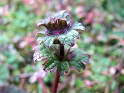 Stängelumfassende Taubnessel (Lamium amplexicaule) in Hockenheim