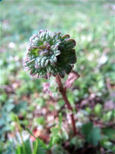 Stängelumfassende Taubnessel (Lamium amplexicaule) in Hockenheim