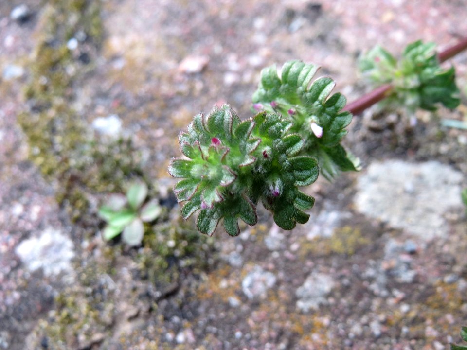 Stängelumfassende Taubnessel (Lamium amplexicaule) in Hockenheim