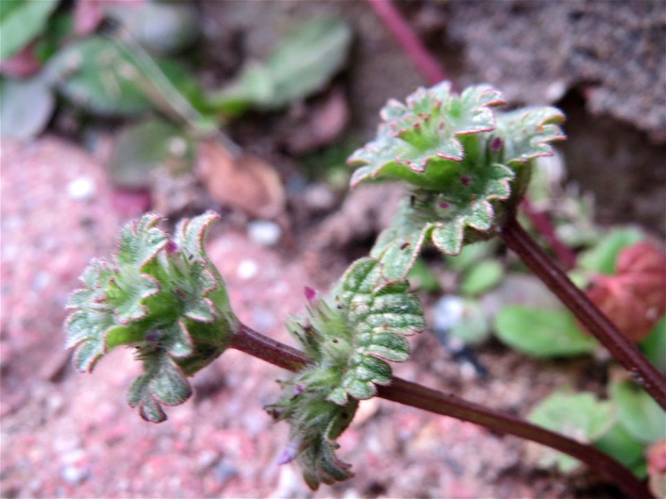 Stängelumfassende Taubnessel (Lamium amplexicaule) in Hockenheim