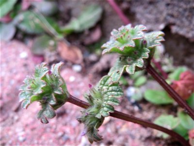 Stängelumfassende Taubnessel (Lamium amplexicaule) in Hockenheim