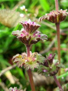 Stängelumfassende Taubnessel (Lamium amplexicaule) in Hockenheim