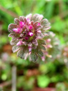 Stängelumfassende Taubnessel (Lamium amplexicaule) in Hockenheim