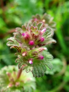 Stängelumfassende Taubnessel (Lamium amplexicaule) in Hockenheim
