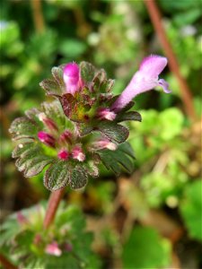 Stängelumfassende Taubnessel (Lamium amplexicaule) in Hockenheim