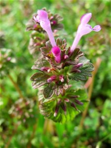 Stängelumfassende Taubnessel (Lamium amplexicaule) in Hockenheim
