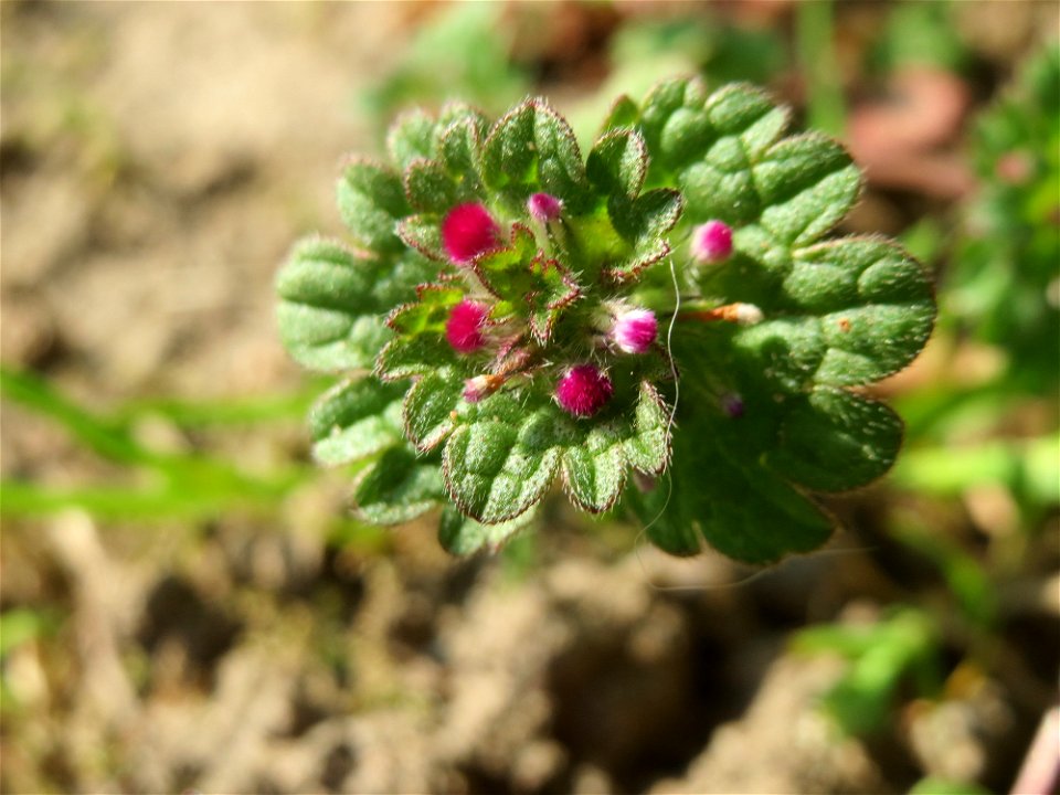 Stängelumfassende Taubnessel (Lamium amplexicaule) im Gartenschaupark Hockenheim