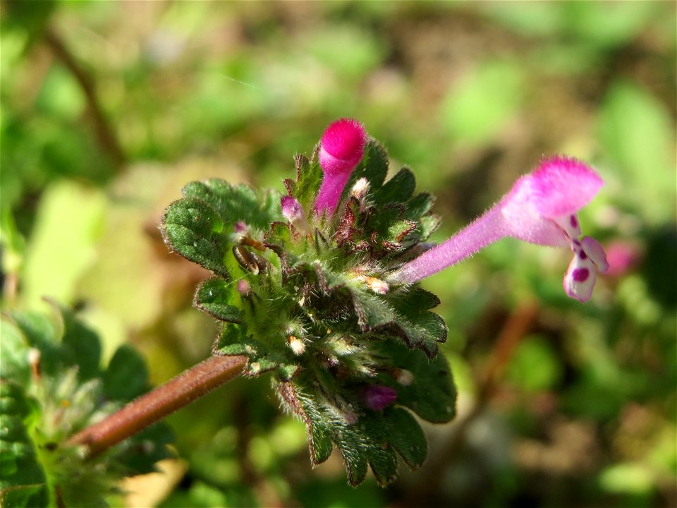 Stängelumfassende Taubnessel (Lamium amplexicaule) im Gartenschaupark Hockenheim