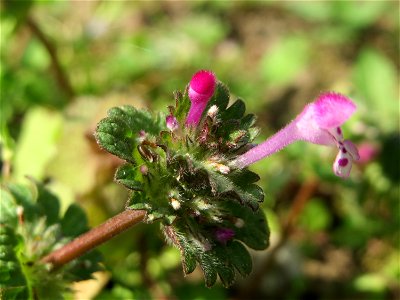 Stängelumfassende Taubnessel (Lamium amplexicaule) im Gartenschaupark Hockenheim
