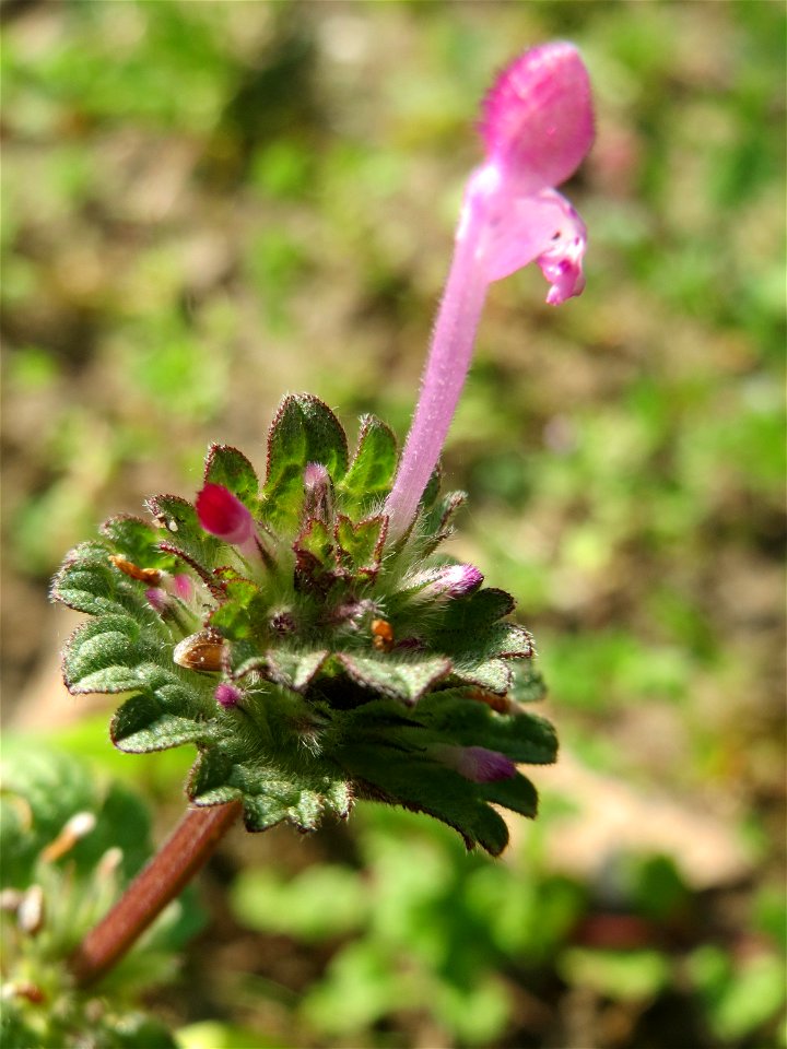 Stängelumfassende Taubnessel (Lamium amplexicaule) im Gartenschaupark Hockenheim