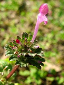 Stängelumfassende Taubnessel (Lamium amplexicaule) im Gartenschaupark Hockenheim