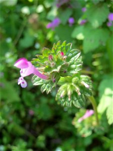 Stängelumfassende Taubnessel (Lamium amplexicaule) im Gartenschaupark Hockenheim