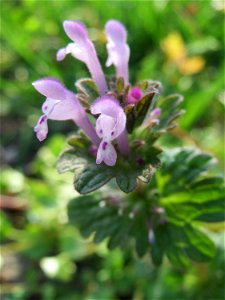 Stängelumfassende Taubnessel (Lamium amplexicaule) in Hockenheim