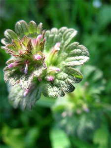 Stängelumfassende Taubnessel (Lamium amplexicaule) in Hockenheim