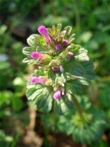 Stängelumfassende Taubnessel (Lamium amplexicaule) in Hockenheim