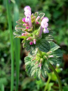 Stängelumfassende Taubnessel (Lamium amplexicaule) in Hockenheim