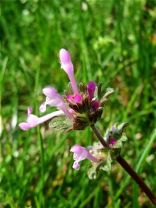 Stängelumfassende Taubnessel (Lamium amplexicaule) in Hockenheim
