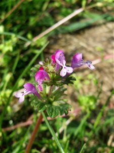 Stängelumfassende Taubnessel (Lamium amplexicaule) in Hockenheim