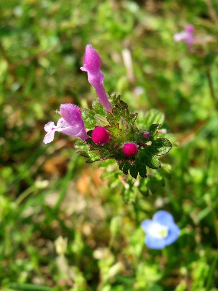 Stängelumfassende Taubnessel (Lamium amplexicaule) in Hockenheim