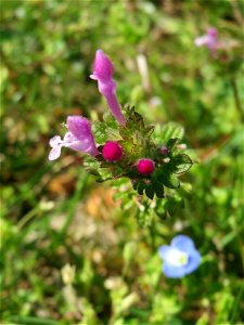 Stängelumfassende Taubnessel (Lamium amplexicaule) in Hockenheim