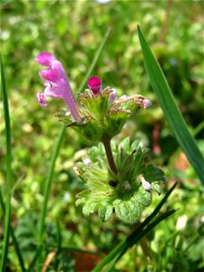 Stängelumfassende Taubnessel (Lamium amplexicaule) in Hockenheim