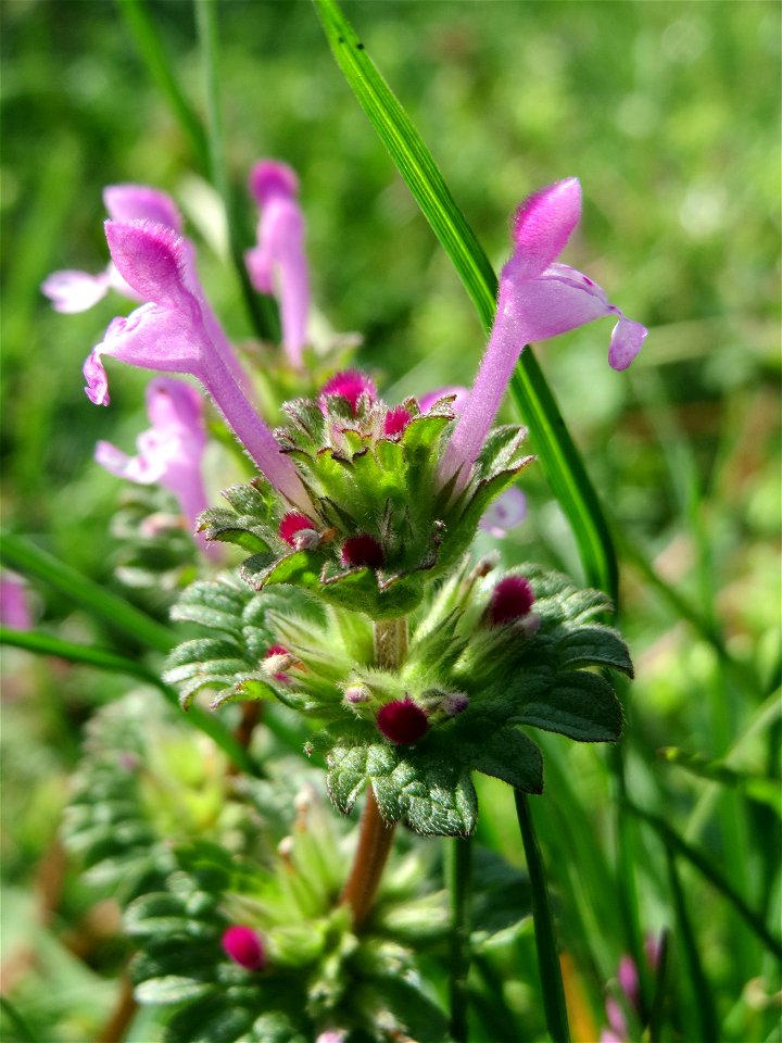 Stängelumfassende Taubnessel (Lamium amplexicaule) in Hockenheim